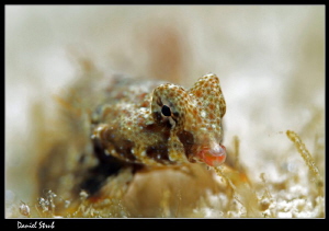 Close-up of a dragonet :-D by Daniel Strub 